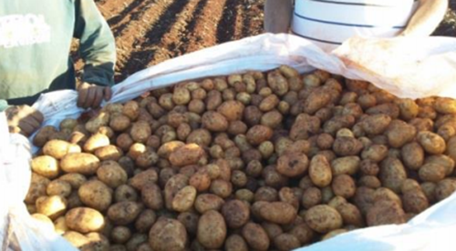 CWB-2L New Potato Harvester with 2-5 Km/h Working Speed for Carrots and Onions Core Components Include Bearings