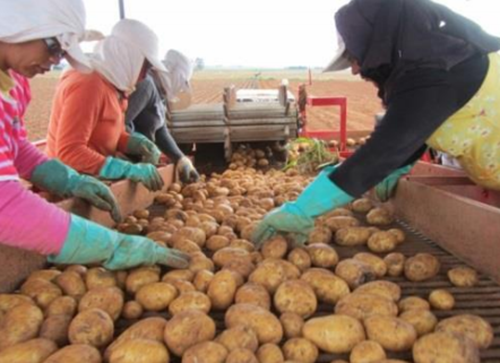 CWB-2L New Potato Harvester with 2-5 Km/h Working Speed for Carrots and Onions Core Components Include Bearings