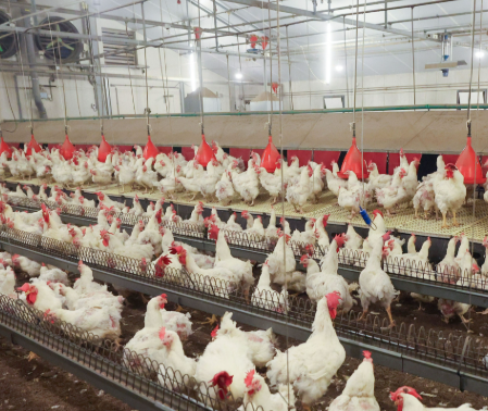 Agricultural Poultry Industry Feed Conveying Chain With Attachment Sprocket